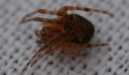 Réf. 342 660 : Araneus (sturmi-triguttatus)